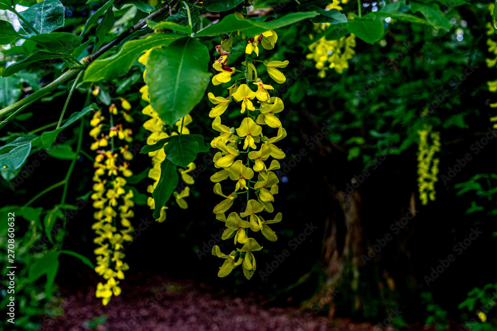yellow blossom in the park on green tree yellow blossom in the park on green tree