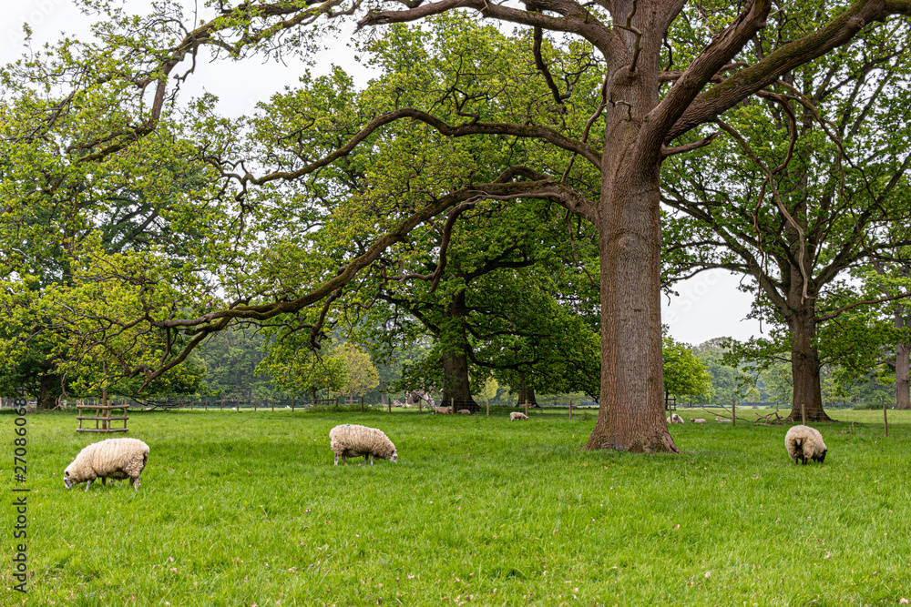 sheep in the part surrounded by trees sheep in the part surrounded by trees