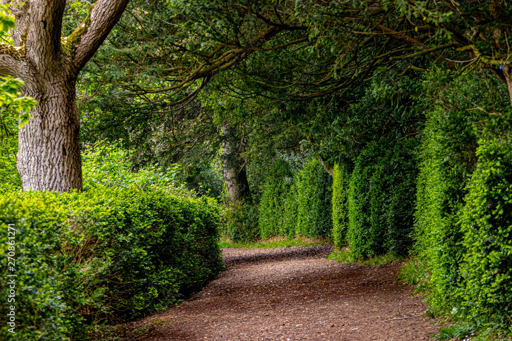 Fototapeta premium alley of trees and bushes with shadows