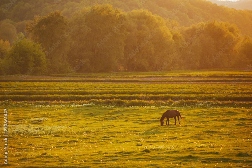 Fototapeta premium Alone horse standing alone on beautiful field during sunset