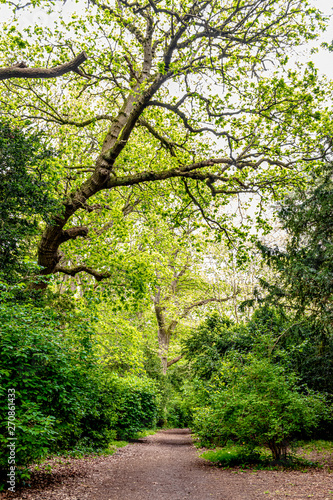 back lighted green trees in the park
