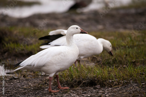White-morph snow goose with muddy beak and mouthful of roots standing in profile on a rocky beach with other bird in soft focus background, Quebec City, Quebec, Canada © Anne Richard