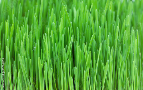 Fresh juicy greens..Green wheat sprouts close up.