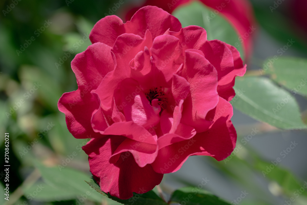 Beautiful red double flower of a rose