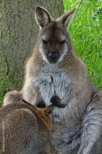 Mother wallaby sitting with baby © Christopher Keeley