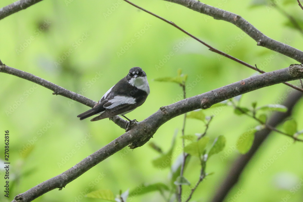 Fototapeta premium Male Pied Flycatcher