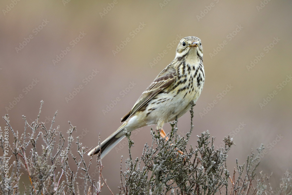 Fototapeta premium Meadow Pipit