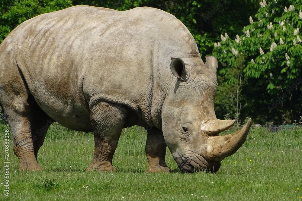 Obraz premium Rhinos at the zoo