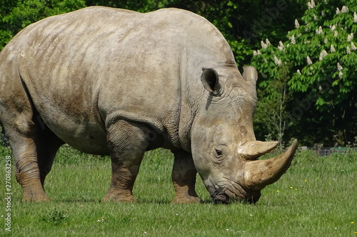 Rhinos at the zoo