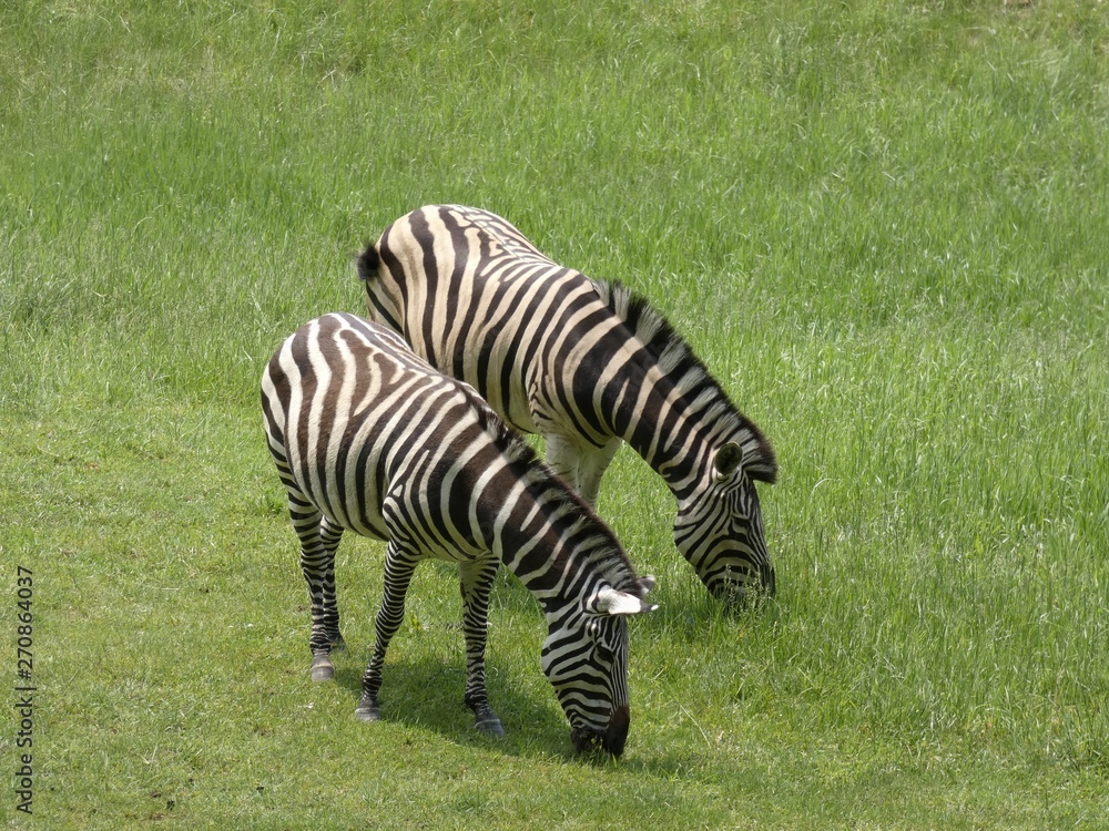 zebra on grass