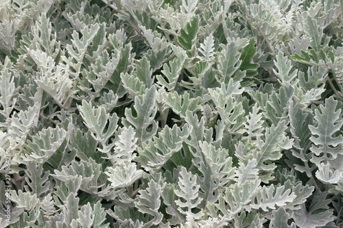 Foliage of Dusty Miller plant ( Senecio cineraria, Silver dust ), background