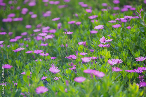 Closeup of purple daisies background