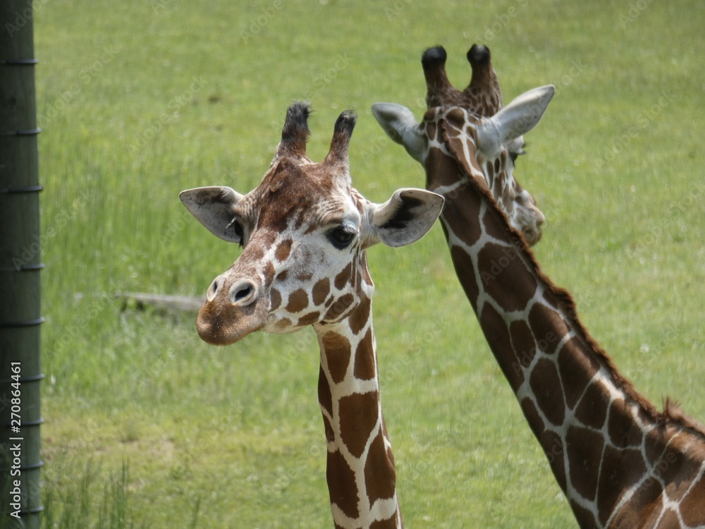 Fototapeta premium portrait of a giraffe