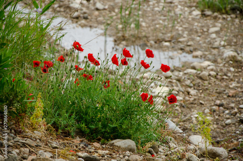 Poppies grow on the rocks near the water