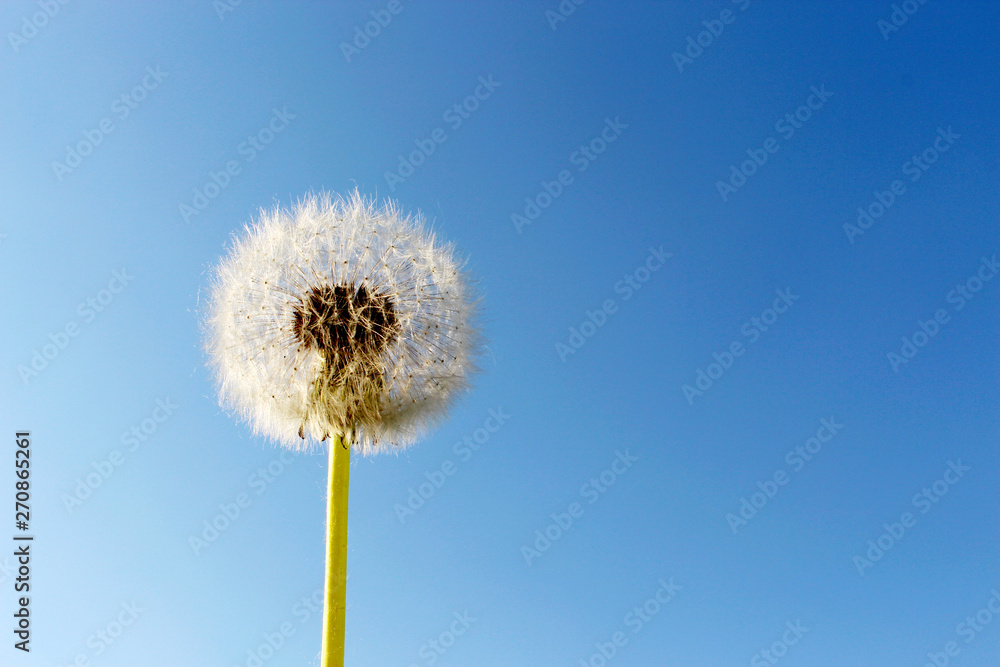 round dandelion in the wind in the blue sky