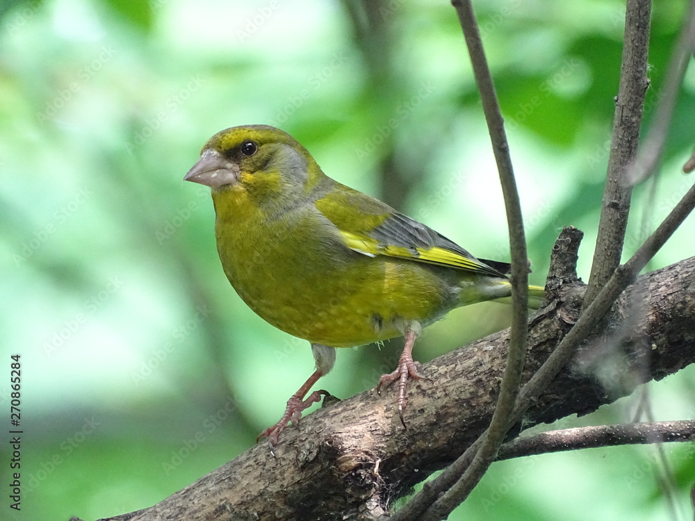 Obraz premium Greenfinch on the tree