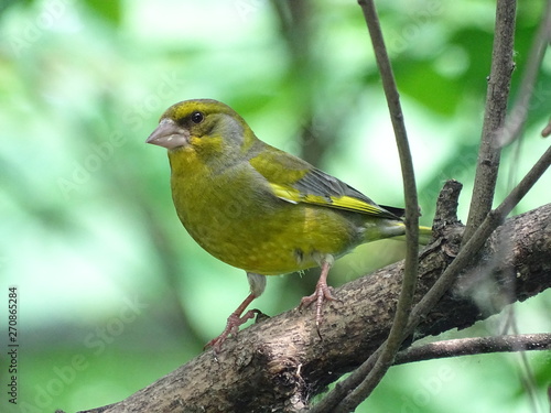 Greenfinch on the tree