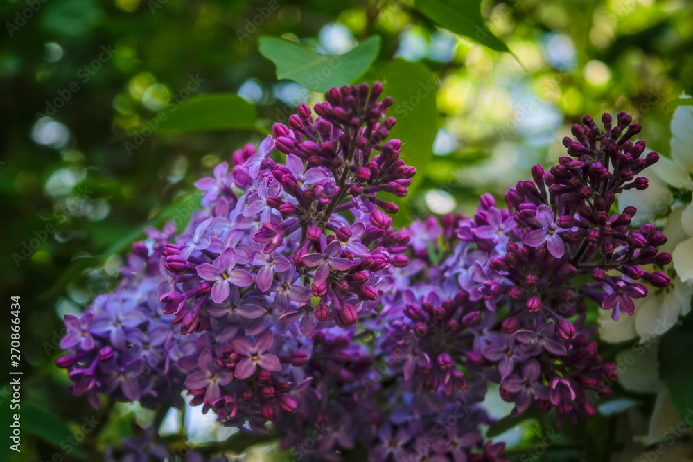 Obraz premium Spring scene in the park flowering branch of lilac on a blurred background.