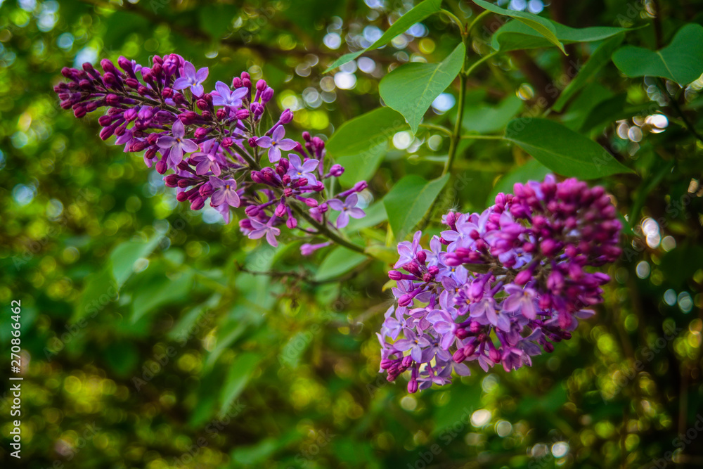 Spring scene in the park flowering branch of lilac on a blurred background. Spring scene in the park flowering branch of lilac on a blurred background.