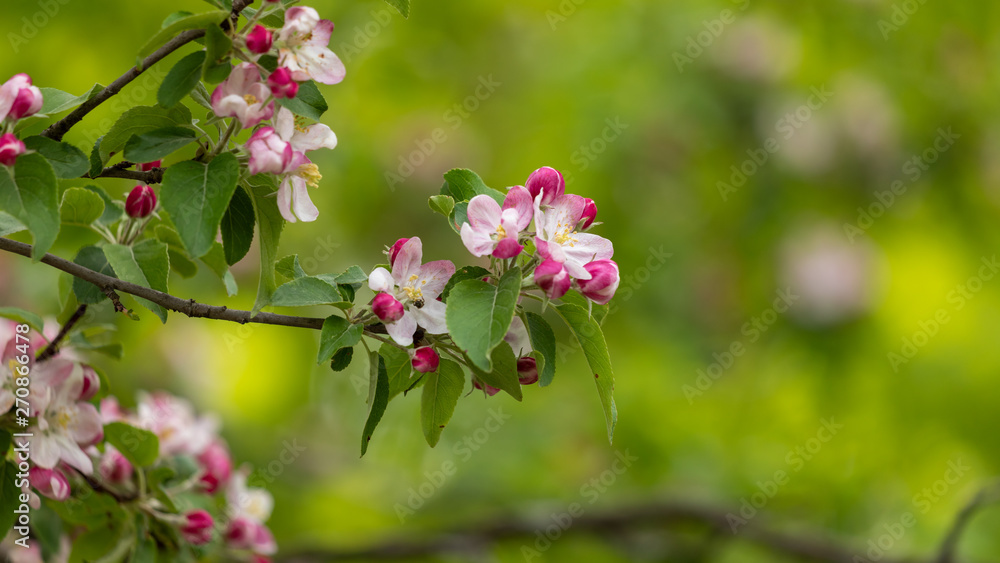 Beautiful blossoms Beautiful blossoms
