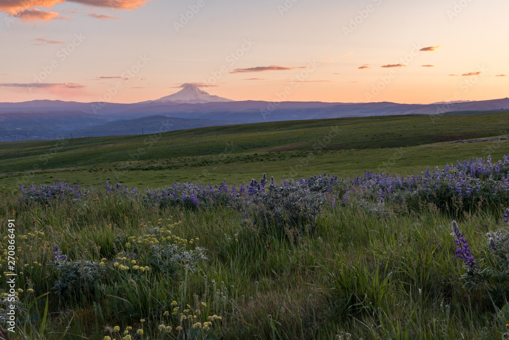 Mount Hood sunset in the Columbia Hills meadows, Washington