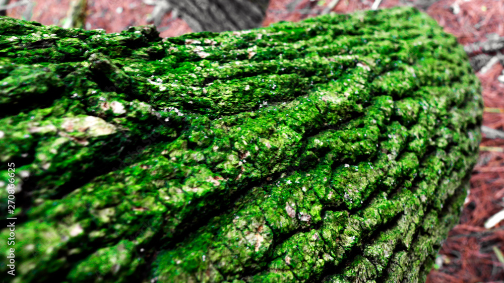 Mossy Tree Mossy Tree