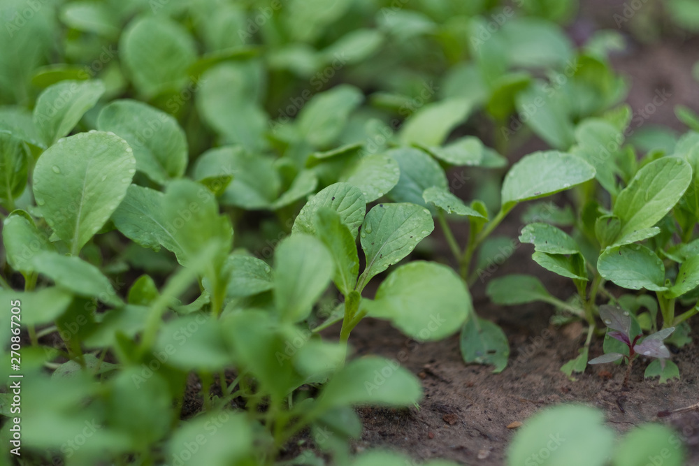 fresh organic vegetable, green leaf fresh organic vegetable, green leaf