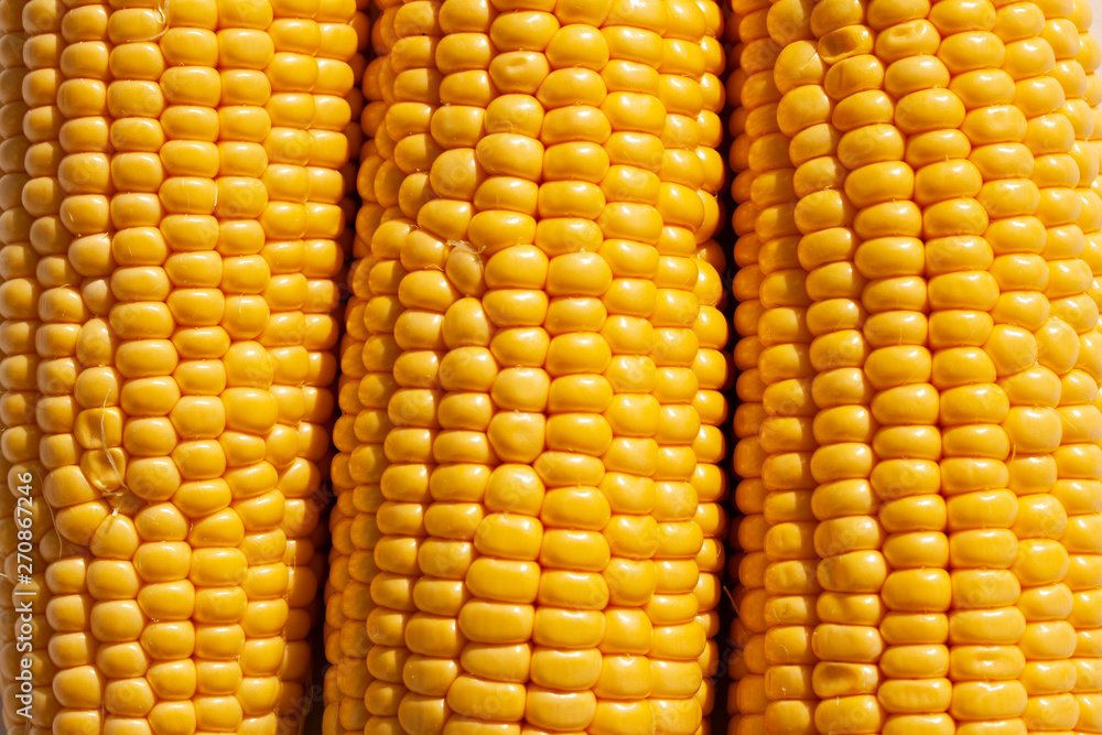 Corncobs lying side by side. Close up image Corncobs lying side by side. Close up image