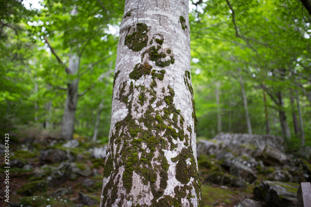 Forest in Moncayo National Park in Zaragoza Province Spain Forest in Moncayo National Park in Zaragoza Province Spain