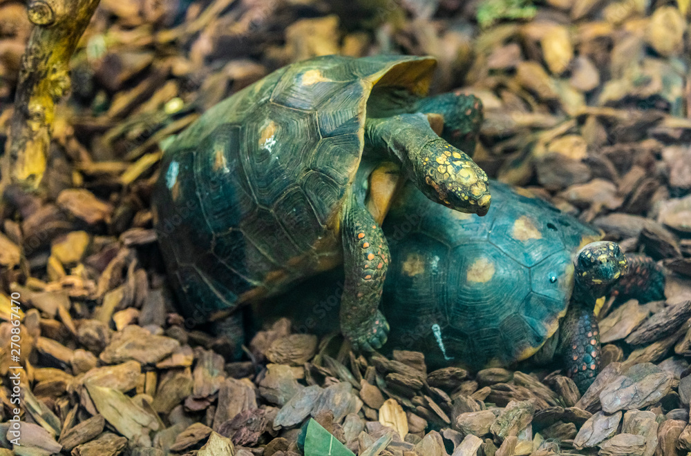 Two adult turtles breeding on ground, the summer in the park,not in focus Two adult turtles breeding on ground, the summer in the park,not in focus