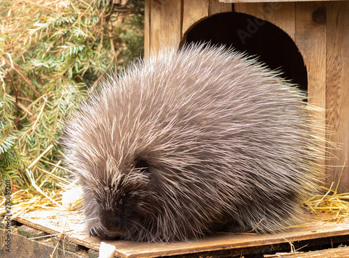 Porcupine (male) photo