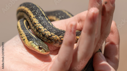 Garter Snake