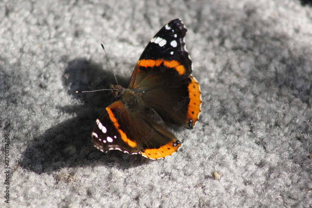 Butterfly Butterfly
