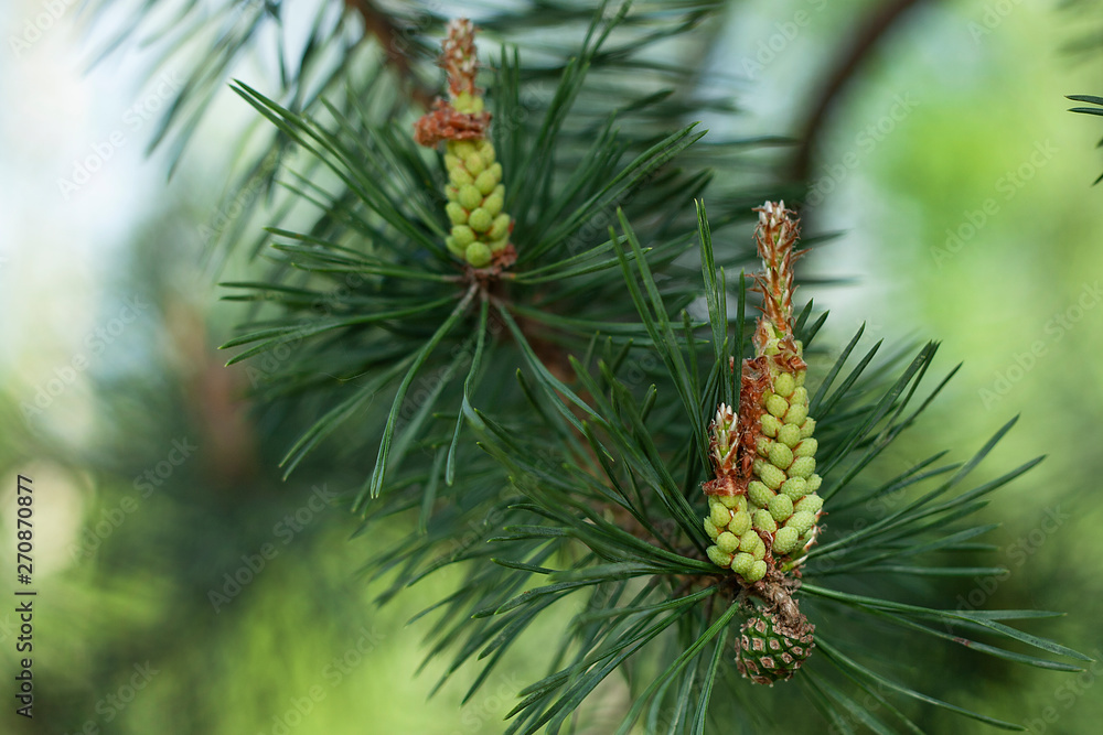Young pine. Natural background. Close-up. Young pine. Natural background. Close-up.