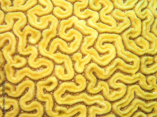 COZUMEL, MEXICO: yellow brain coral, texture like a labyrinth