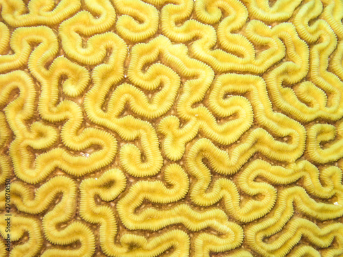 COZUMEL, MEXICO: yellow brain coral, texture like a labyrinth photo