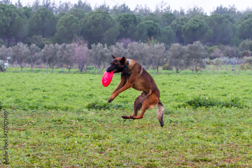 The dog training that catches disc with his mouth photo