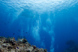 COZUMEL, MEXICO: little fishes and corals on a deep blue ocean