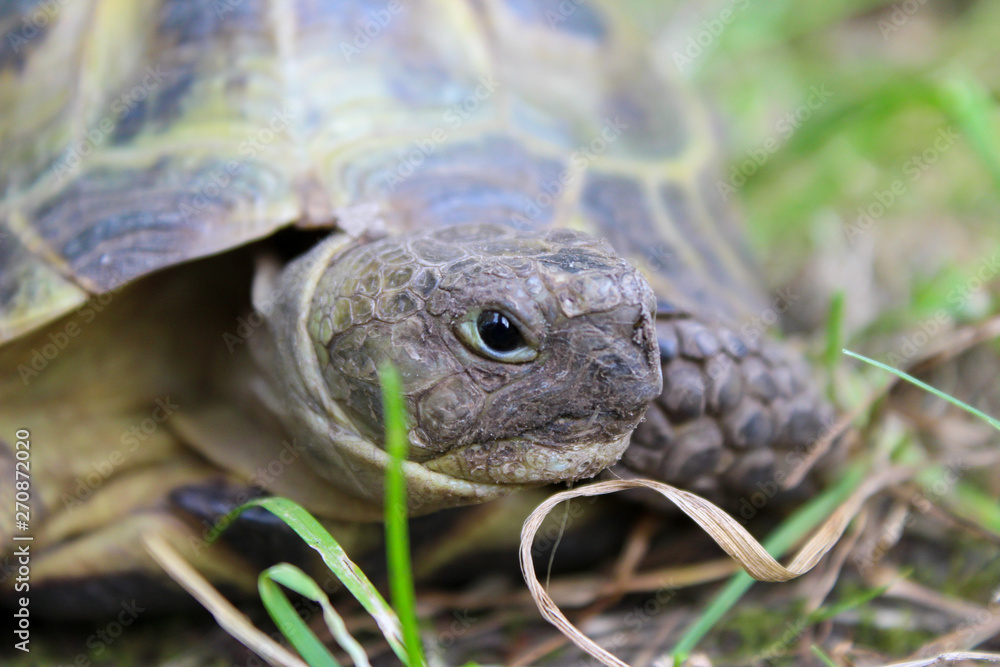 Russische Vierzehenschildkröte in einer Nahaufnahme, Steppenschildkröte auch bekannt als Testudo horsfieldii, Agrionemys horsfieldii Russische Vierzehenschildkröte in einer Nahaufnahme, Steppenschildkröte auch bekannt als Testudo horsfieldii, Agrionemys horsfieldii