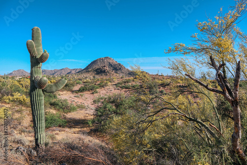 Saguaro in the Sonoran Desert in the spring time