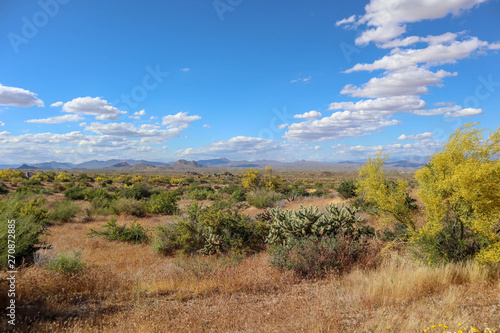 Arizona Landscape Blooming In The Spring