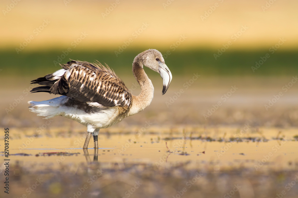 Naklejka premium Nature and birds. Nature habitat background.