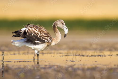 Nature and birds. Nature habitat background. photo