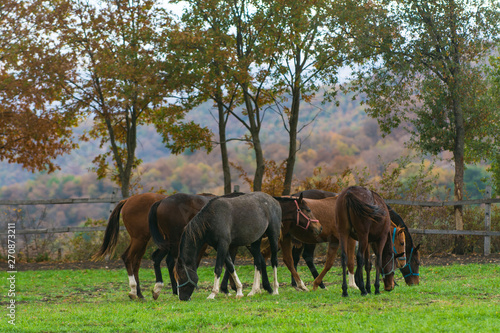 A herd of horses grazing on a farm © ali