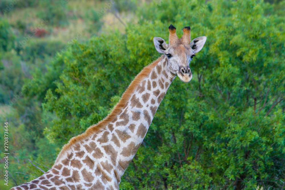 A giraffe in Africa alone