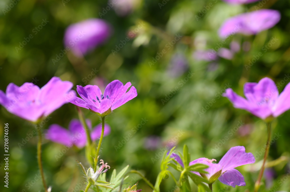 ピンクの野草の花