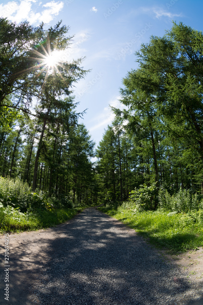Obraz premium 新緑のカラマツ林と砂利道