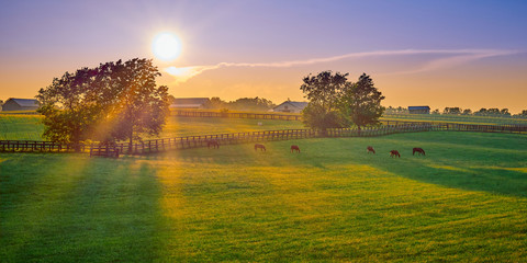Leinwandbilder Honigfarbe Thoroughbred Horses Grazing at Sunset  © Patrick Jennings