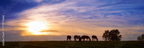 Horses Grazing With Sunset photo