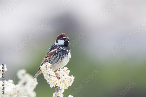 Nature and birds. Nature habitat background. photo